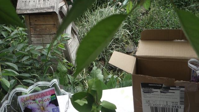 Мои новые клематисы готовы к посадке. Распаковка посылки. смотреть онлайн