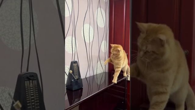 Мем_ Психологическое состояние жителей 404-й, после посещения их мопедами.