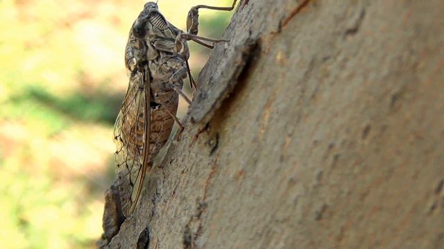 Співаюча цикада / Пение цикады / Singing cicada