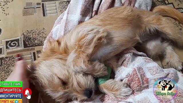 Девочка Ася оживает смотреть онлайн