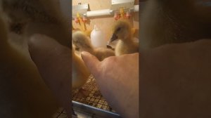 Ответ на вопрос !Что делать если у гусенка,цыпленка не втянулся желточек!