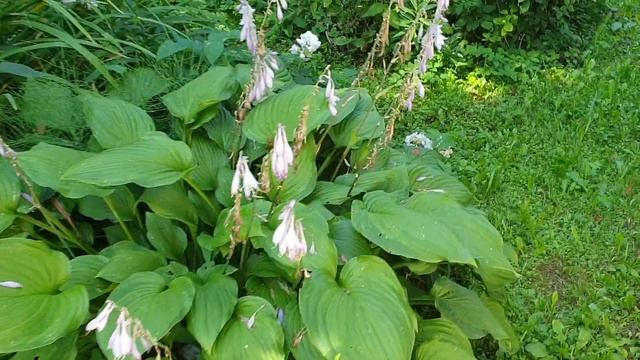 УРОЖАЙ 2020 YES. ТЫКВЫ И КАБАЧКИ. ФИРМЕННЫЙ СОУС ГОТОВЛЮ. МЯСО НА МАНГАЛЕ. смотреть онлайн