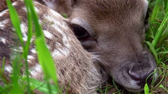 Лань - детёныш. Cub of Fallow deer. смотреть онлайн