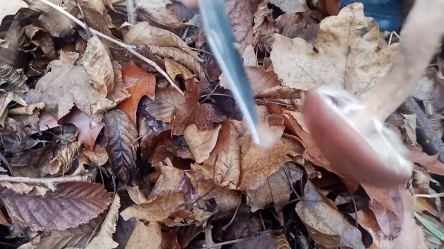 Хто у лісі схрумкав всі Опеньки? смотреть онлайн