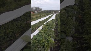 заморозки в июне на бахче, средняя полоса России