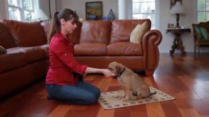 Как научить собаку командам. "Сидеть"