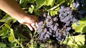 Наш виноград, средняя полоса России 2021 год