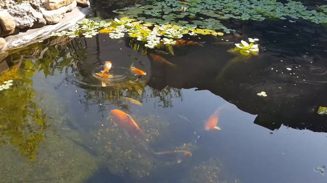Пруд с карпами кои своими руками смотреть онлайн
