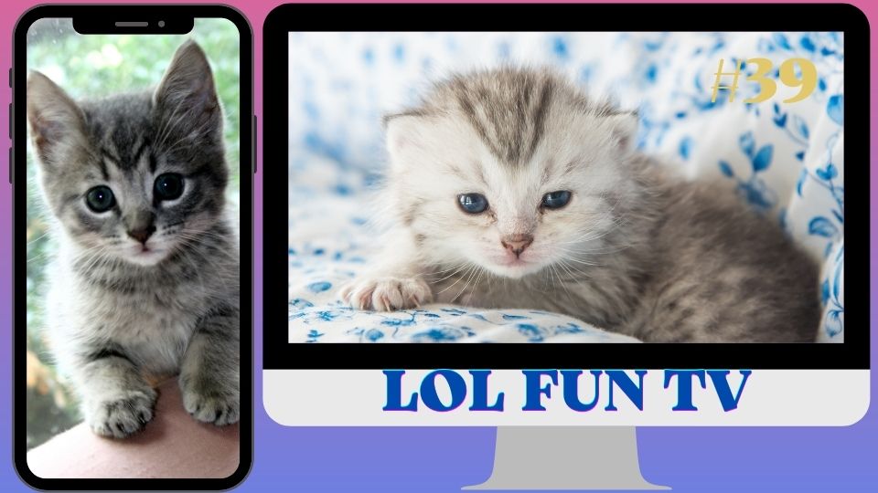 ?100% милые пушистики и милашки!?Смешные Кошки! Приколы с Кошками и Собаками #39