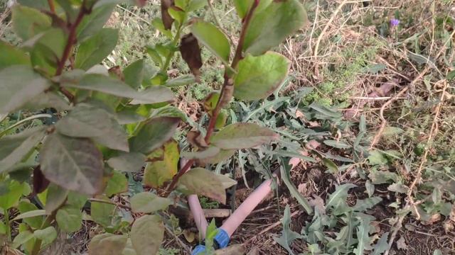 Голубика очень устойчивое и неприхотливое растение смотреть онлайн