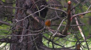 Зарянка - Erithacus rubecula - Червеногръдка