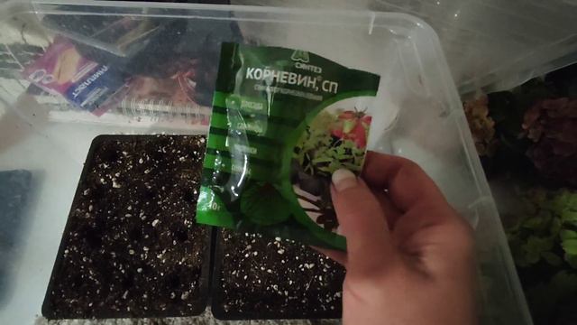 Черенкую крупнолистную гортензию🌺 Осеннее черенкование 🌺 24.10.2023