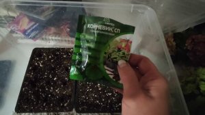 Черенкую крупнолистную гортензию🌺 Осеннее черенкование 🌺 24.10.2023