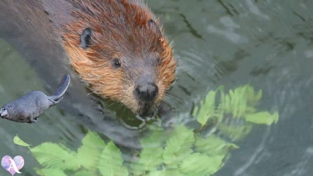 Кто живет в лесу? БОЛЬШОЙ ВЫПУСК | Учим животных | Звуки и голоса животных | Для самых маленьких смотреть онлайн