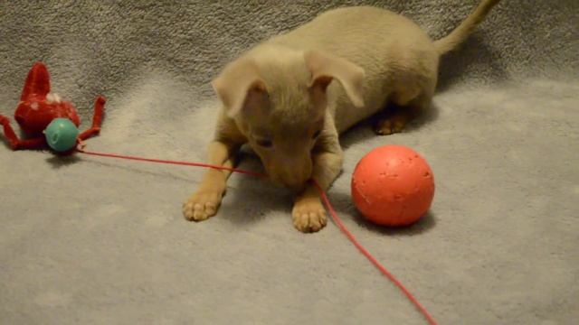 Копия видео "Щенки той- терьера" смотреть онлайн