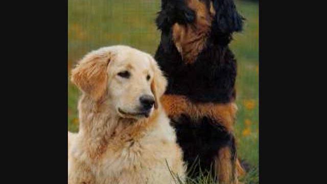 hovawart trobute смотреть онлайн