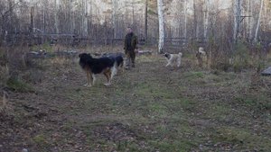 Человек собаке друг.