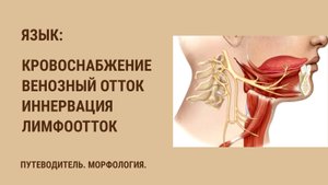 Кровоснабжение языка. Венозный отток от языка. Иннервация языка. Лимфоотток от языка