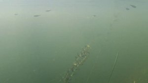 AKASO BRAVE 7 Тест подводной съёмки. Вода мутноватая и соответствует картинке.