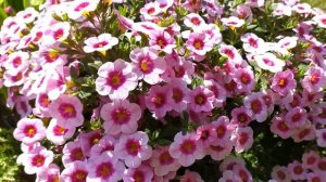 Калибрахоа Хула Софт Пинк ( Hula Soft Pink).