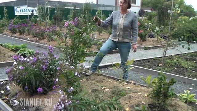 Как бороться с тлей на алыче и сливе смотреть онлайн