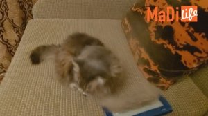 Как легко  очистить ковер и мебель от шерсти без пылесоса