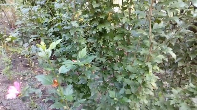 Гибискусы садовые.Август 2018.     # мой сад # гибискусы