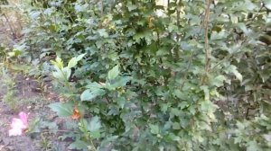 Гибискусы садовые.Август 2018.     # мой сад # гибискусы