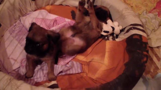 Щенки гриффона 2012 помёт "М" 2 смотреть онлайн