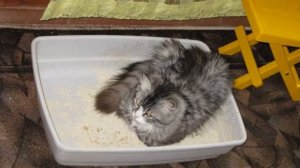 Кот не может сходить в туалет по маленькому