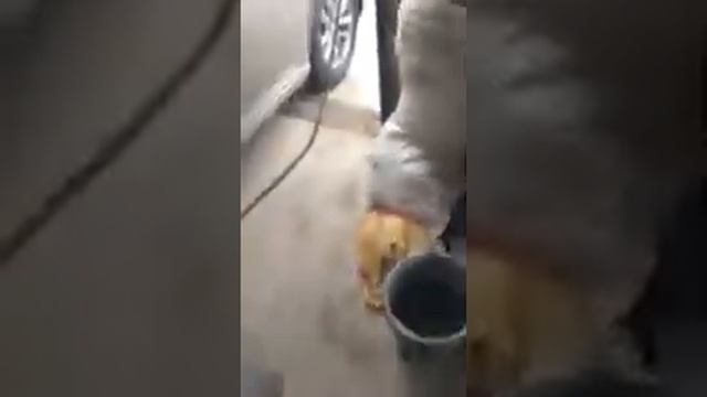 Как почистить форсунки ТНВД промывкой wynns,wolksvagen passat B8 2.0 дизель!!Помогло!!! смотреть онлайн