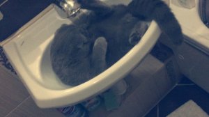 Котёнок купается в раковине