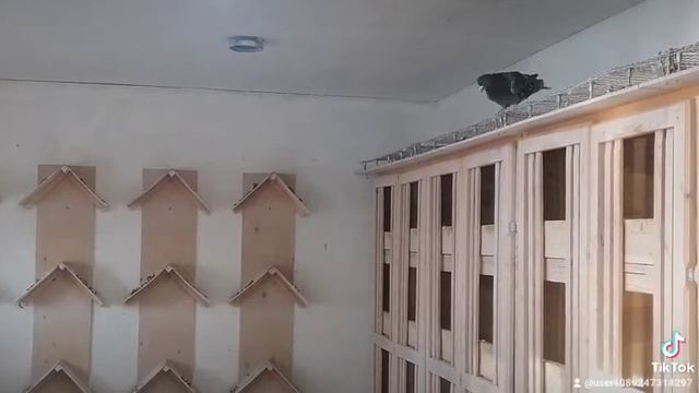 кормление голубей смотреть онлайн