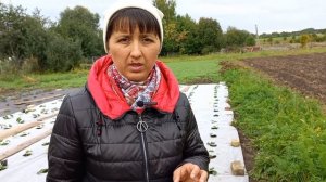 Осенняя подкормка клубники. Вносим минеральные удобрения.