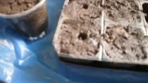 Посадка проросших семян в грунт,семена огурцов,перца,рассаду,