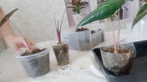 Пересадка Алоказий, выращенных из клубенька.