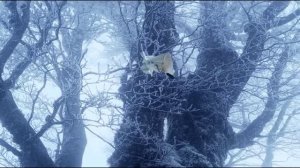 Ледяная фантазия 1 сезон 62 серия
