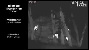 Wild Boars with Hikmicro Thunder Pro TE19C | Optics Trade See Through