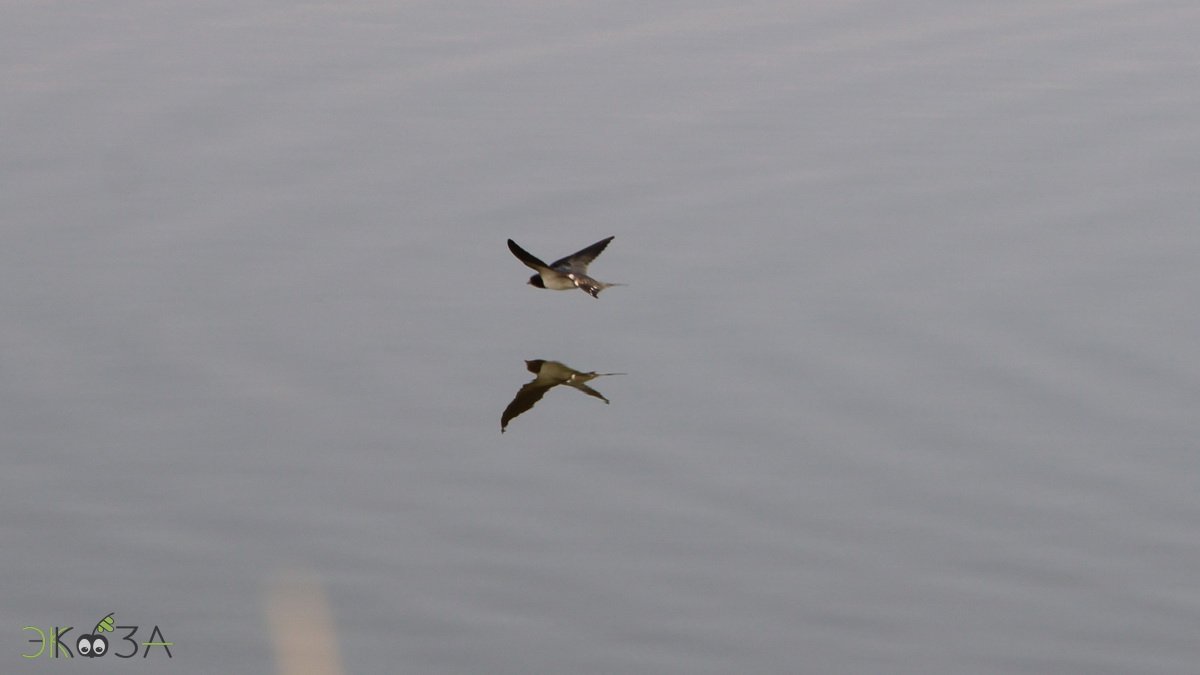 Стремительный полет ласточек над водой