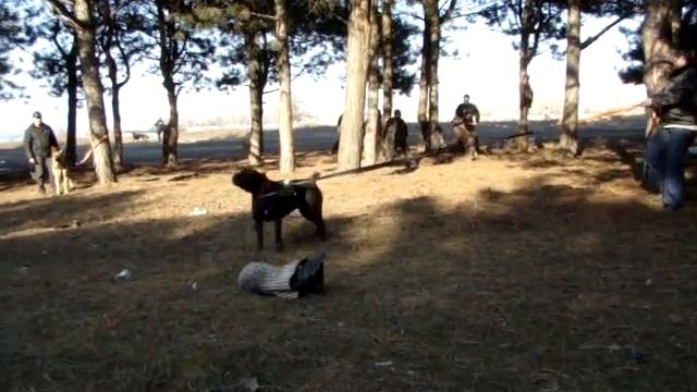 кане-корсо Бонателли НС (кусачки) смотреть онлайн