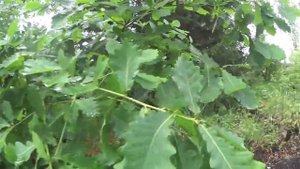 Дача #12 Дуб в Сибири