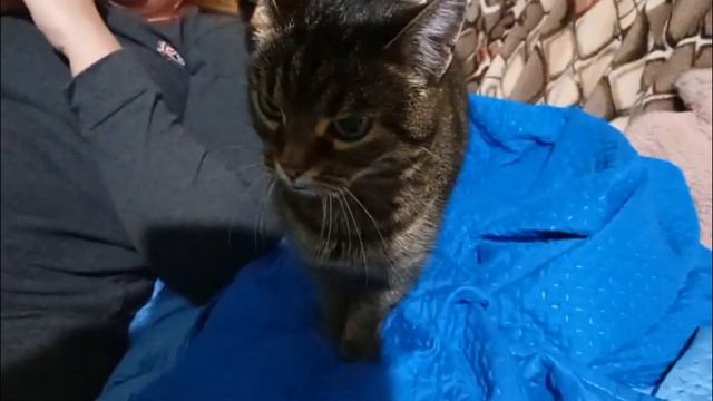 Разговор Пуси с хозяевами-смотрим. смотреть онлайн