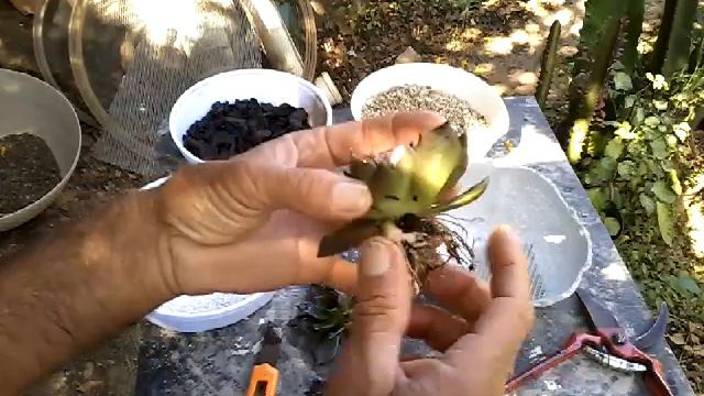 PLANTANDO À ECHEVERIA BLACK PRINCE NO COMPOSTO смотреть онлайн