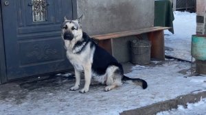 Капризы нашей девочки во время течки . Восточного-европейская овчарка .
