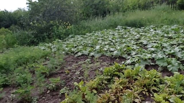 Свиньи растут,О планах На лето смотреть онлайн