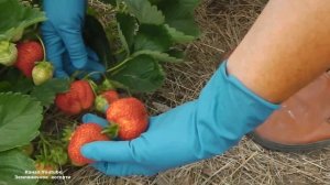 КЛУБНИКА МАЙЯ  ВИДЕООБЗОР  ДЕГУСТАЦИЯ