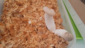 Гриб Королевская вешенка! Выращиваю грибы дома!