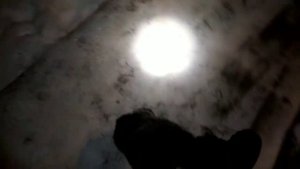 Русский Охотничий Спаниель, 3 месяца, команда сидеть!