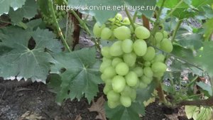 Сорта винограда Аркадия 2017