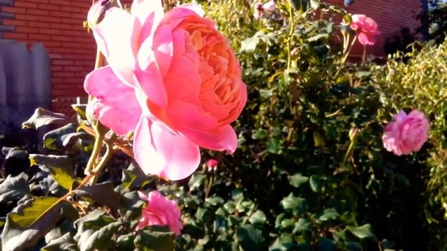 Rose Prix PJ Redoute 19 серпня 2020 р. смотреть онлайн